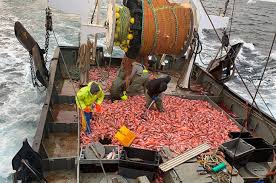 Pourquoi on ne mange pas ce qu’on pêche?