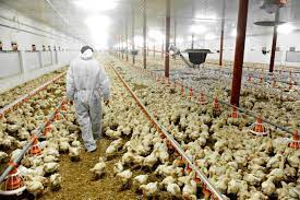 Les poulet que l’ont mangent sont pourris!!!!